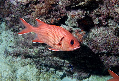 紅鐵甲魚|紅鋸鱗魚